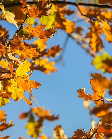 Praznični novembar 10-15.11.2026